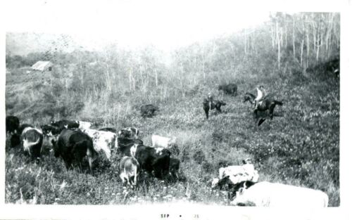 Herding-cattle-on-Muscovitch-ranch-Souris-River-Valley-1917-JM-1957b-
